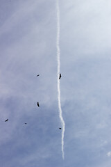 Birds flying in a blue sky with a trail of white smoke