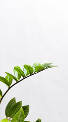 Minimalist Green ZZ Plant Leaves Against White Background