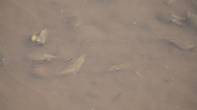 田んぼで泳ぐカブトエビ