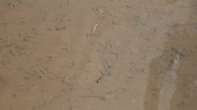 田んぼで泳ぐカブトエビ