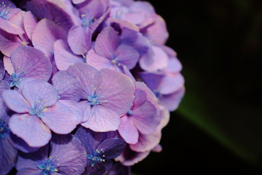 梅雨時」の写真素材 | 23,761件の無料イラスト画像 | Adobe Stock