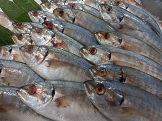 Fresh mackerel sold in the market. Mackerel has various nutrients that are good for the body.