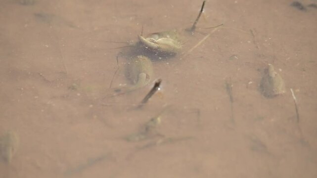 田んぼで泳ぐカブトエビ