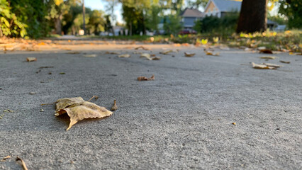 SidewalkWithLeaves