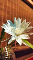 Night Blooming White Epiphyllum Flower with Soft Lighting, Wijayakusuma