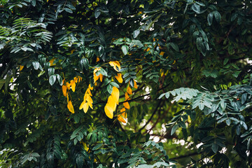 A tree with leaves that are yellow and green