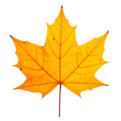 Obraz premium Warm Autumn Maple Leaves - Beautiful Fall Foliage, Isolated on White or Transparent Background