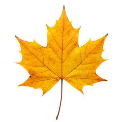 Obraz premium Warm Autumn Maple Leaves - Beautiful Fall Foliage, Isolated on White or Transparent Background