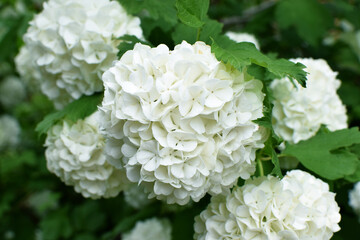 White inflorescences of common viburnum in the spring garden. Ornamental viburnum viburnum opulus, viburnum Boul de Neige.