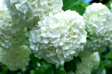 White inflorescences of common viburnum in the spring garden. Ornamental viburnum viburnum opulus, viburnum Boul de Neige.