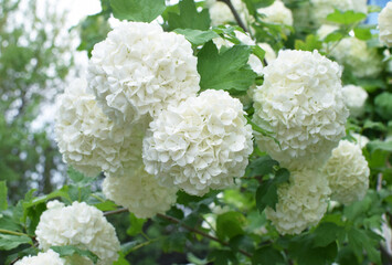 White inflorescences of common viburnum in the spring garden. Ornamental viburnum viburnum opulus, viburnum Boul de Neige.