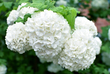 White inflorescences of common viburnum in the spring garden. Ornamental viburnum viburnum opulus, viburnum Boul de Neige.