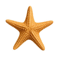starfish isolated on white