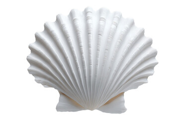 A white shell with a pattern of ridges and grooves