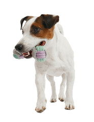 Cute dog playing with toy on white background. Lovely pet