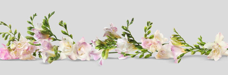 Beautiful fresh freesia flowers on grey background. Banner design