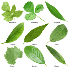 Fresh green fruit leaves and names on white background, collage