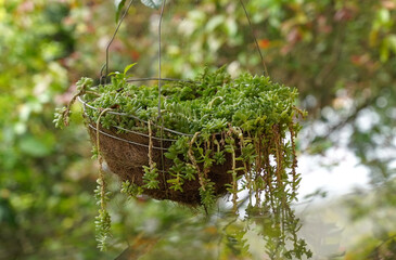 Sedum morganianum (lamb's tail, burro's tail, horses tail) in white pot hanging. Sedum morganianum is popular succulent with trailing stems and fleshy blue-green leaves. Basic houseplant costa rica