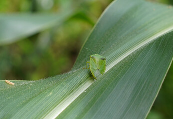 Green bug, Nezara virudula or green stink bug on a corn leaf in Costa Rica