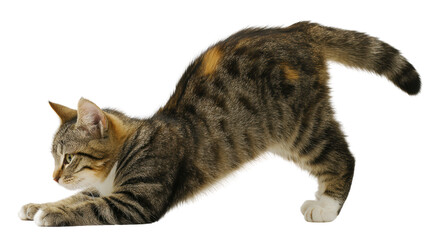Fototapeta premium A playful cat stretching on a white isolated background.
