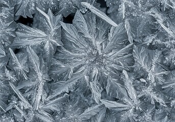 Intricate crystalline ice formations with feather like patterns and starburst shapes