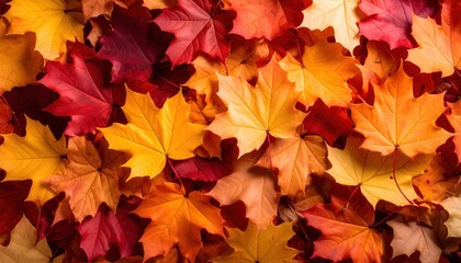 Fototapeta premium A vibrant collection of autumn leaves in shades of red, orange, and yellow, showcasing the beauty of fall foliage.