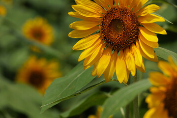 ひまわりのアップ