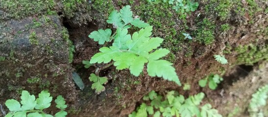 Green Ferns and moss growing in the cracks of old walls.