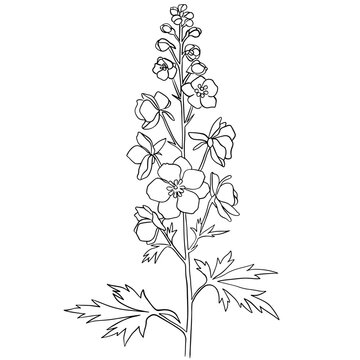 Delicate larkspur flower botany line art illustration, detailed drawing of a plant for herbal concept, vector symbol for education. engraving