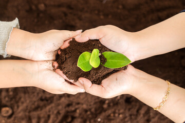 Two Pairs Of Hands Gently Cradle Small Plant With Roots Over Rich Soil