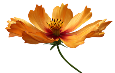 Coreopsis flower with long stem, isolated on transparent background