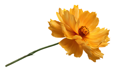 Coreopsis flower with long stem, isolated on transparent background
