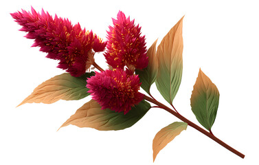 Celosia flower with long stem, isolated on transparent background