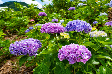 八面山のアジサイ