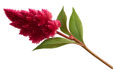Celosia flower with long stem, isolated on transparent background