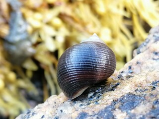 snail on the beach