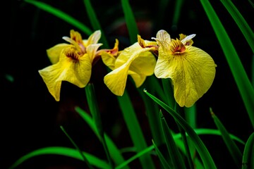 神楽女湖のハナショウブ