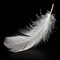 A single, pristine white feather is captured in a perfect, impossible arch, as if frozen in a graceful, acrobatic movement