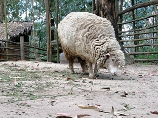 sheep on a farm