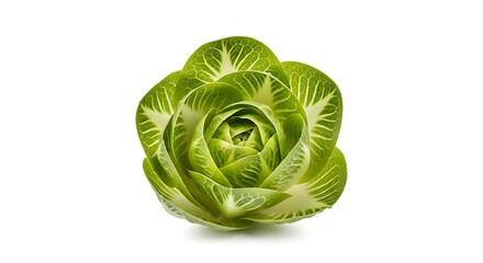 Fototapeta premium Stunning Close-Up of a Fresh Green Chicory, Vegetable Rose, Isolated on White Background