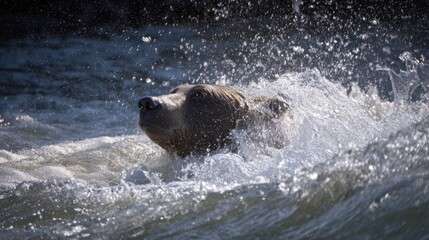 Fototapeta premium Brown bear splashing in river