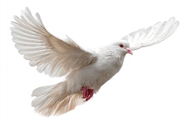 Obraz premium A white dove with open wings its feathers detailed is captured midflight against a plain white background