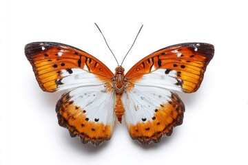 Obraz premium Butterfly with orange and white wings spread open on a white background