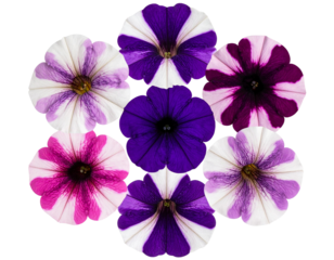 Top View Set of Petunia Flowers in a Circular Floral Layout, isolated on a transparent background