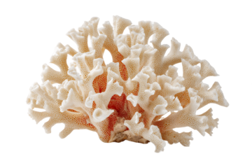 Intricate Branching Coral with Orange Center on Transparent Background, PNG
