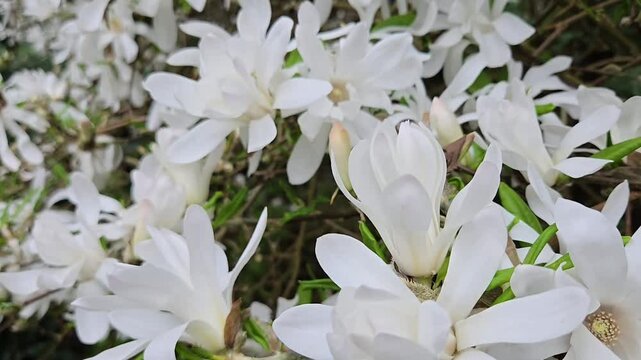 White beautiful flower magnolia stellata tree on branch close up. Natural spring background