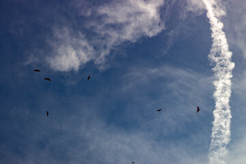 Flying birds in the blue sky with a trace of a plane.