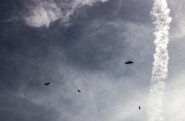 Flying birds in the blue sky with a trace of a plane.