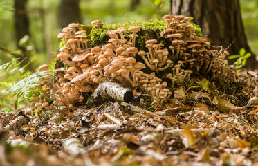 Grzyby leśne, opieńka miodowa. Armillaria mellea