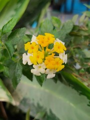 Lantana Urticoides Also Known as West Indian Shrubverbena, Family of Verbenaceae. Beautiful Flower in The Garden